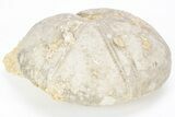 Jurassic Sea Urchin (Clypeus) Fossil - England #216916-1